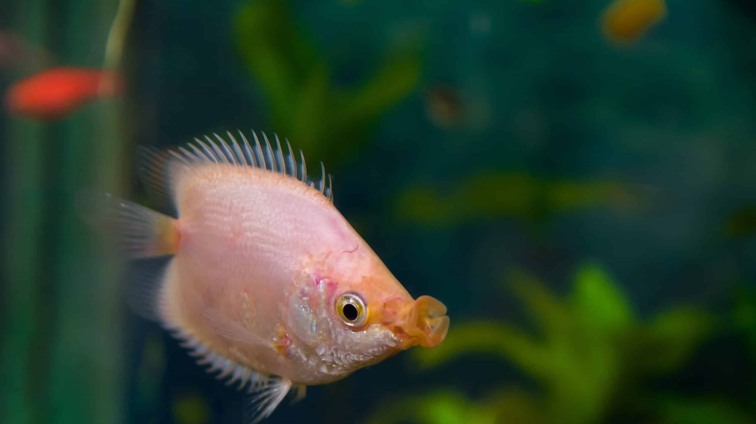 Kissing Gourami